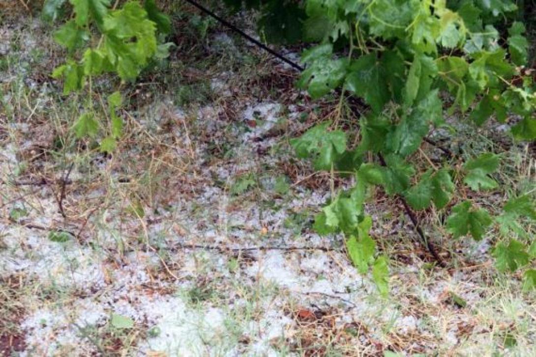 χαλάζι αμπέλια