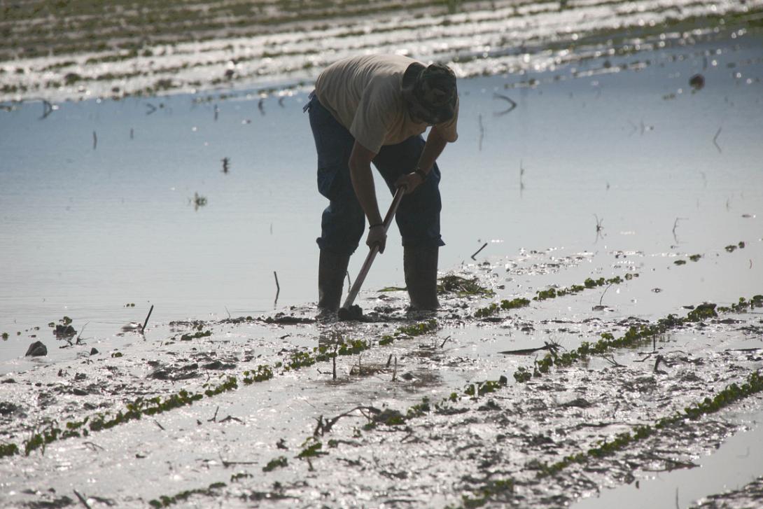 χαλαζοπτωση, καταστροφες, βοιωτια