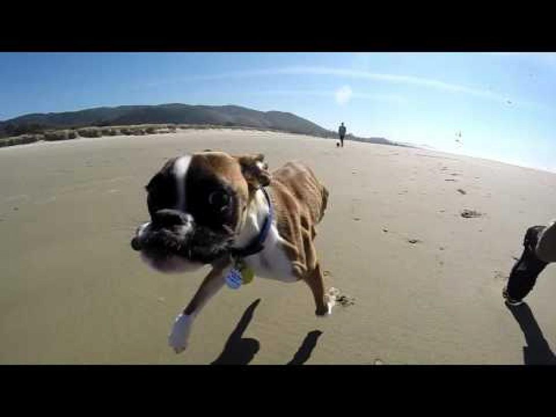 Σκυλί με δύο πόδια πάει πρώτη φορά στην παραλία και τρελαίνεται!!
