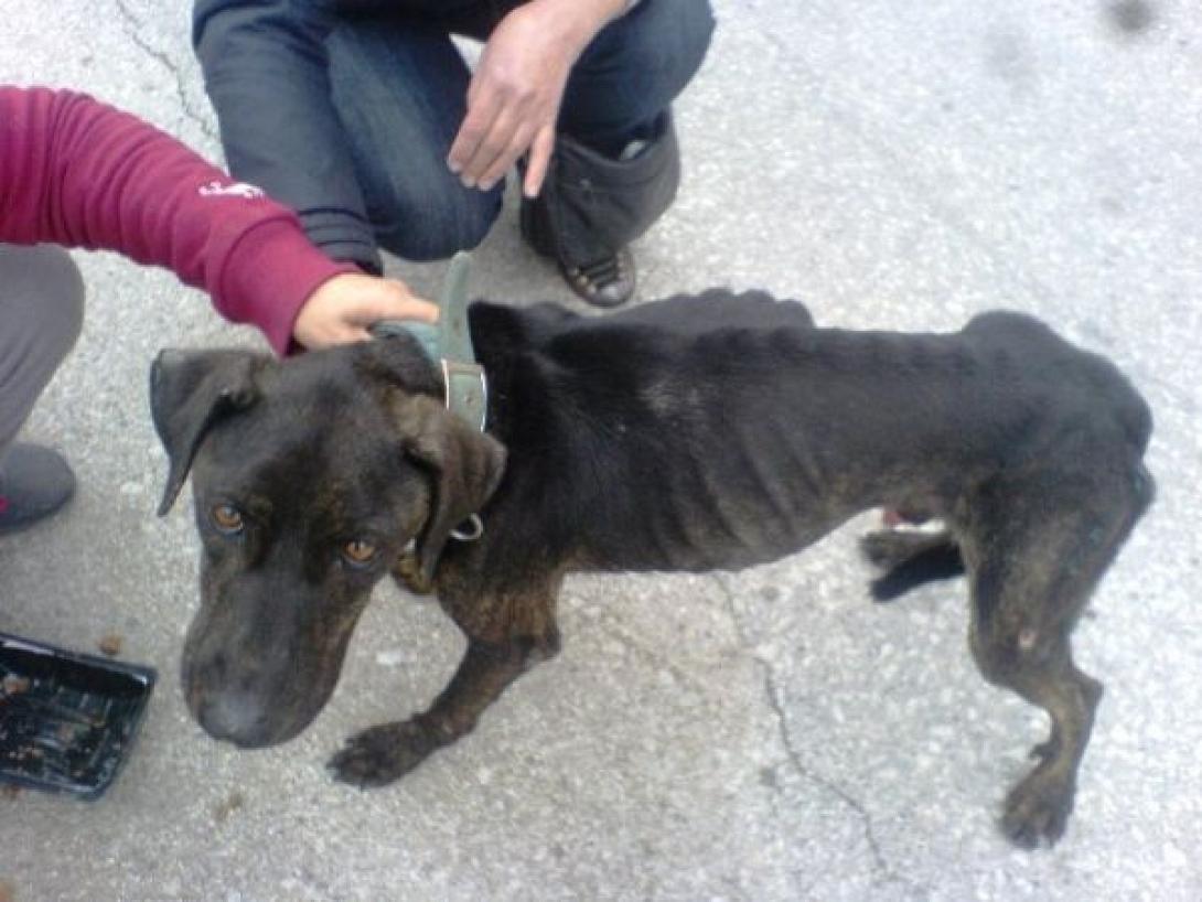 Χανιά: "Ξεφορτώθηκαν" σε κάδο απορριμμάτων σκελετωμένο σκυλί