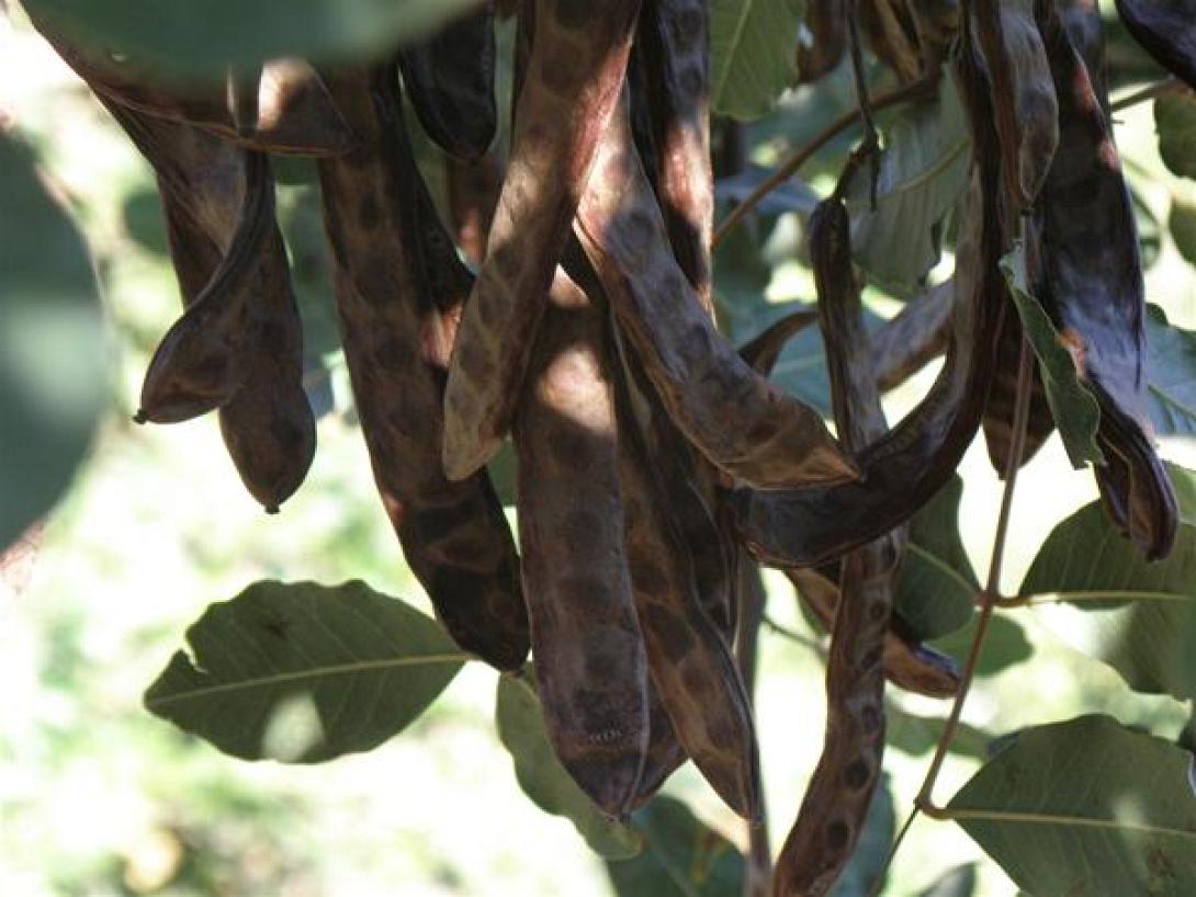 Τα χαρούπια στο Ηράκλειο πωλούνται όσο και η σουλτανίνα και χωρίς έξοδα καλλιέργειας 
