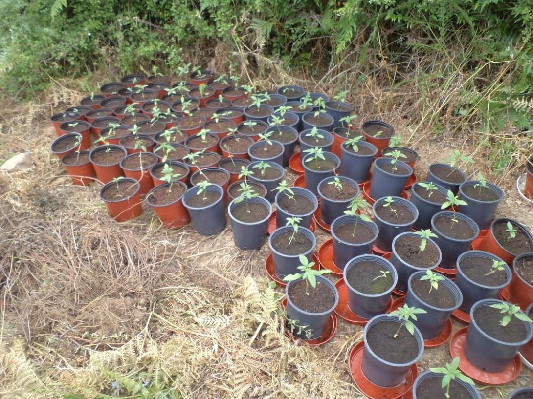 γλάστρες κάνναβη