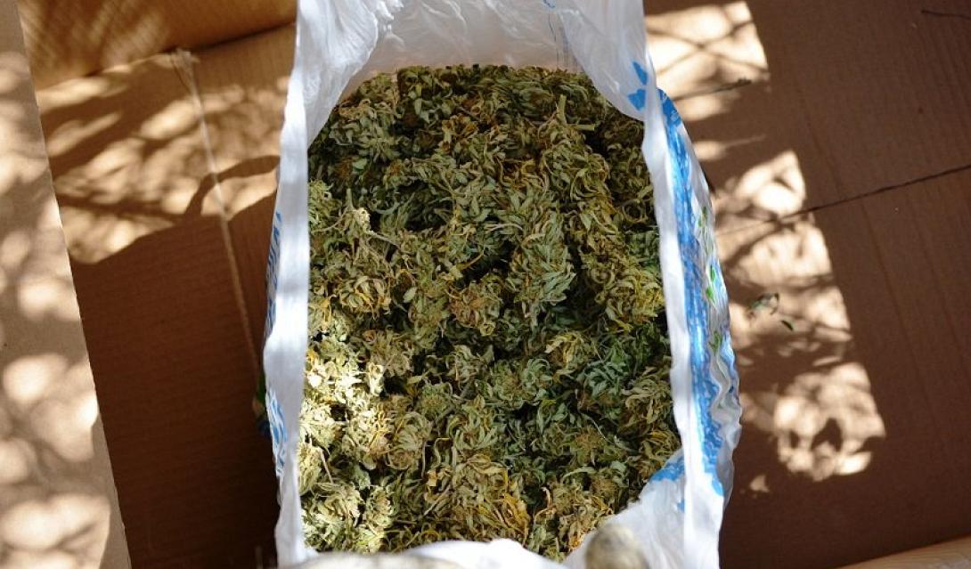 χασισοφυτεία