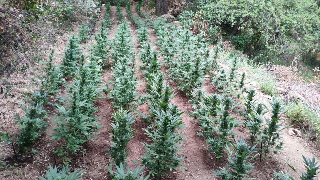 χασισοφυτεια