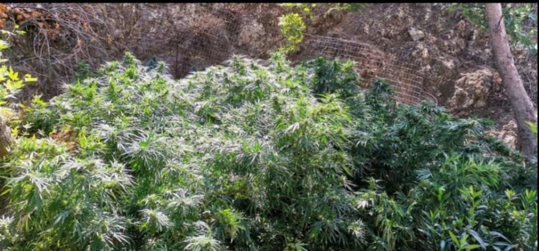 Νέα χασισοφυτεία