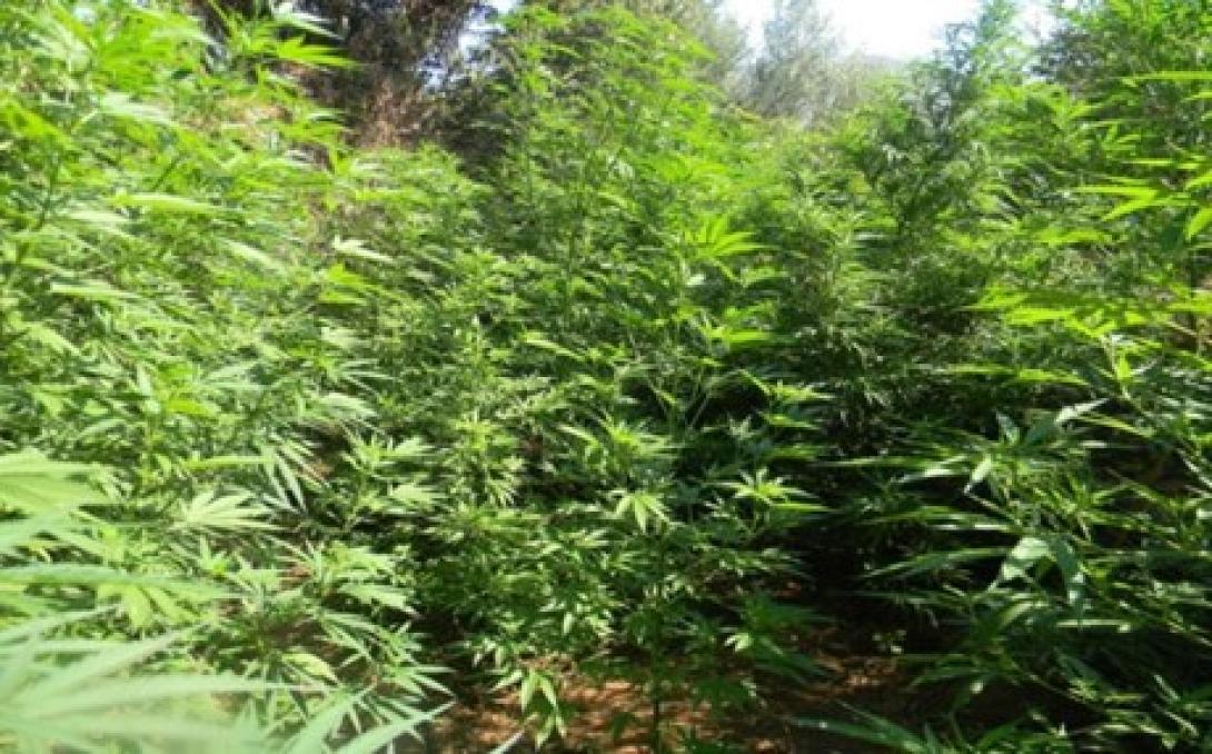 Χειροπέδες σε δύο ακόμη άτομα για τη χασισοφυτεία στο Λατζιμά Ρεθύμνου 