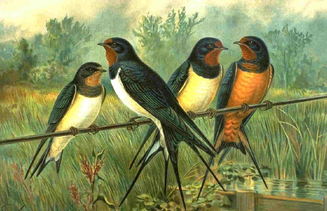 Τα Χελιδονίσματα αναβιώνουν στον Κρουσώνα!