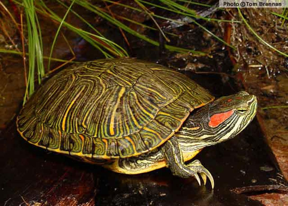 Σχετικά με το ... Σήφη Κροκοδειλάκη