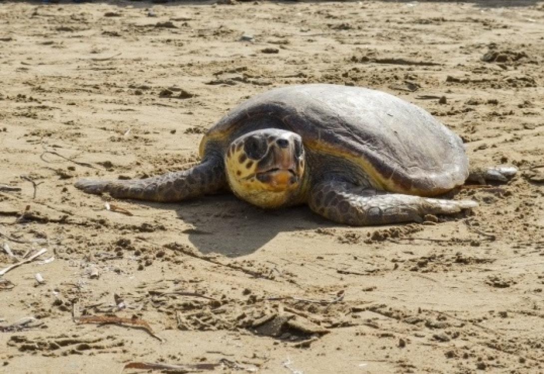 νεκρη χελώνα 