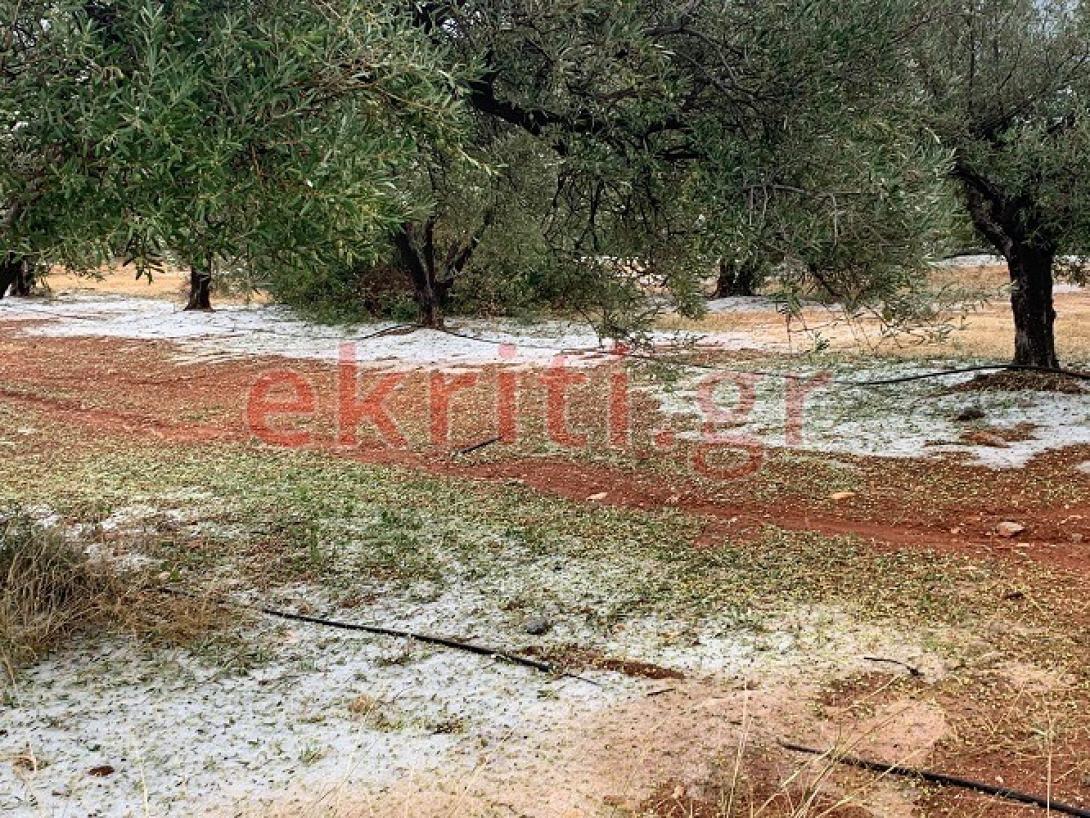 Οι ετοιμασίες για λιομάζωμα σταμάτησαν με την χαλαζόπτωση