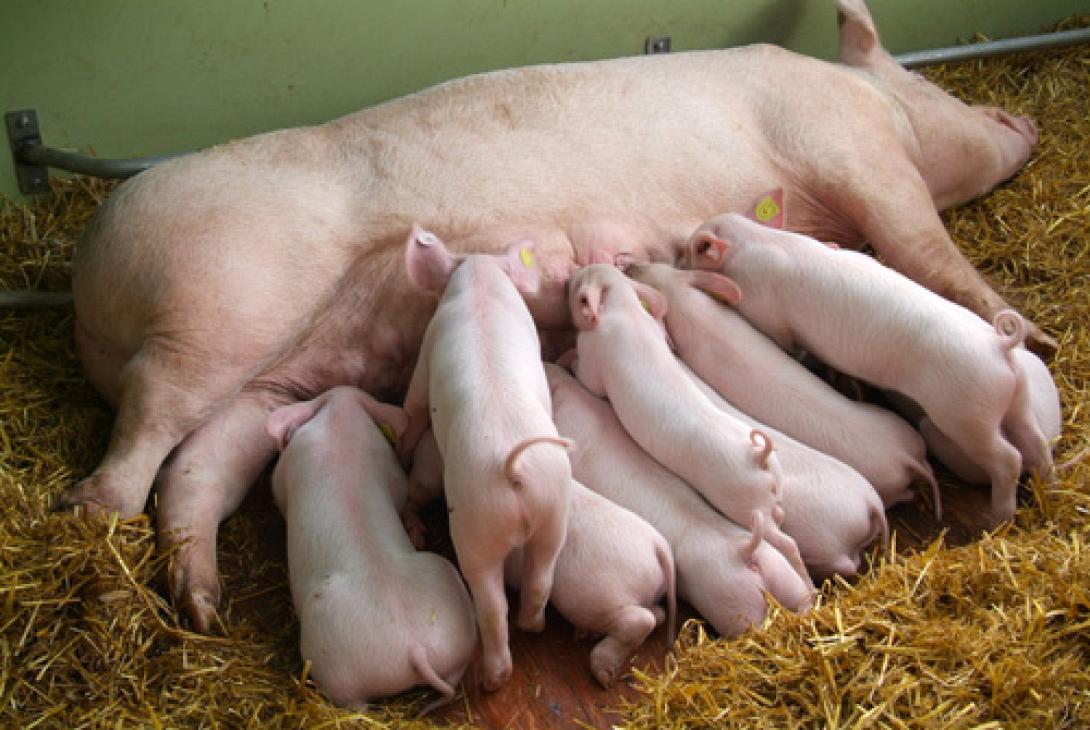 Μειώθηκε η δυναμικότητα στη χοιροτροφία στην Ελλάδα 50%