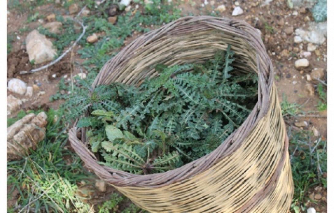 Η 'Εφη ταΐζει χόρτα τα παιδιά της - Κραυγή απόγνωσης από μία πενταμελή οικογένεια