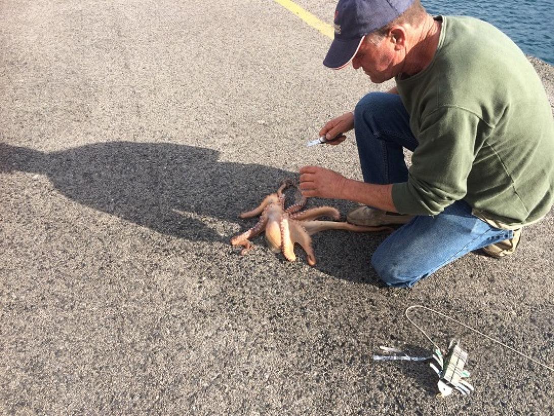 Τράβηξε τα βλέμματα η "ψαριά" στο μόλο του Κούλε