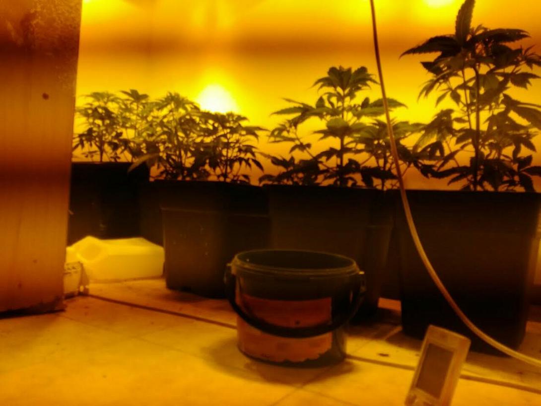 υδροπονική αγριανά