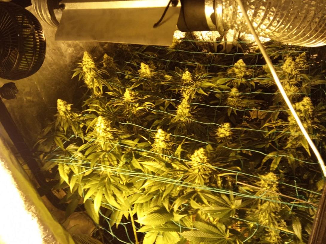 Είχε κάνει την υδροπονική κάνναβη.. επάγγελμα