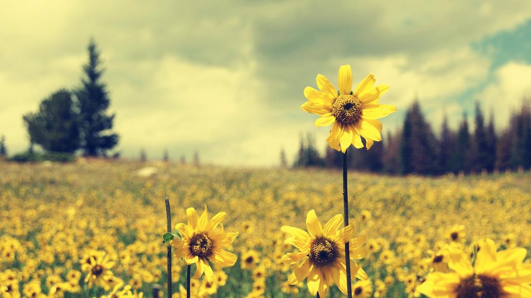 yellow-flowers-field-cloudy-sky-forest-trees-wide-hd-wallpaper.jpg