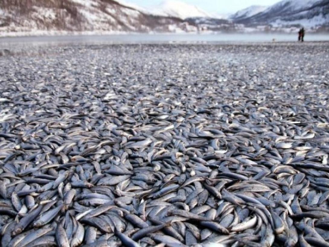 ΕΛΚΕΘΕ : Σήμα κινδύνου απο την υπεραλίευση στη Μεσόγειο