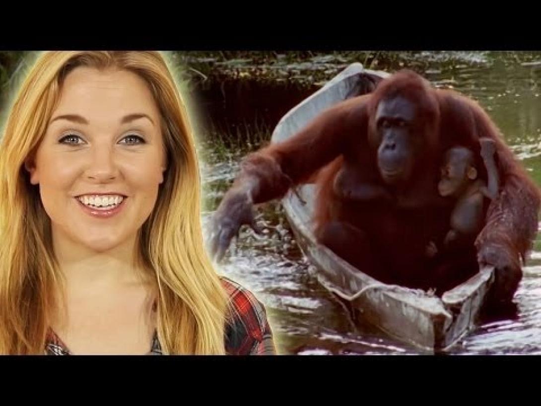 Αυτά είναι τα 10 πιο ευφυή ζώα! 