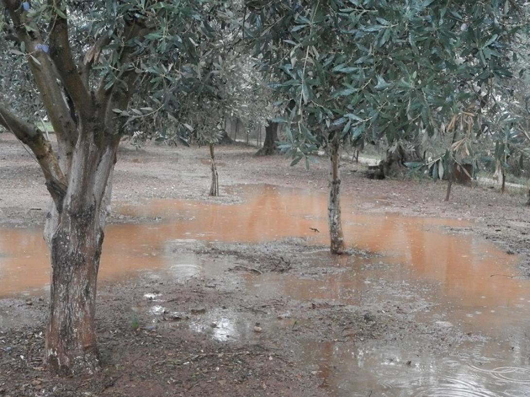 ΕΛΓΑ: Αποζημιώσεις από Δευτέρα για ζημιές στην φυτική παραγωγή