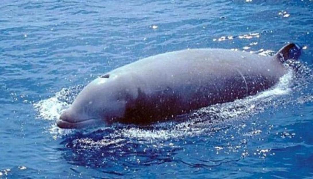 Τρεις Ζιφιοί κόλλησαν στα αβαθή στην Ιεράπετρα. Σώθηκαν οι δύο