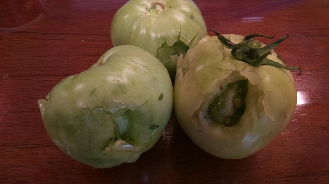 ντομάτες χαλάζι