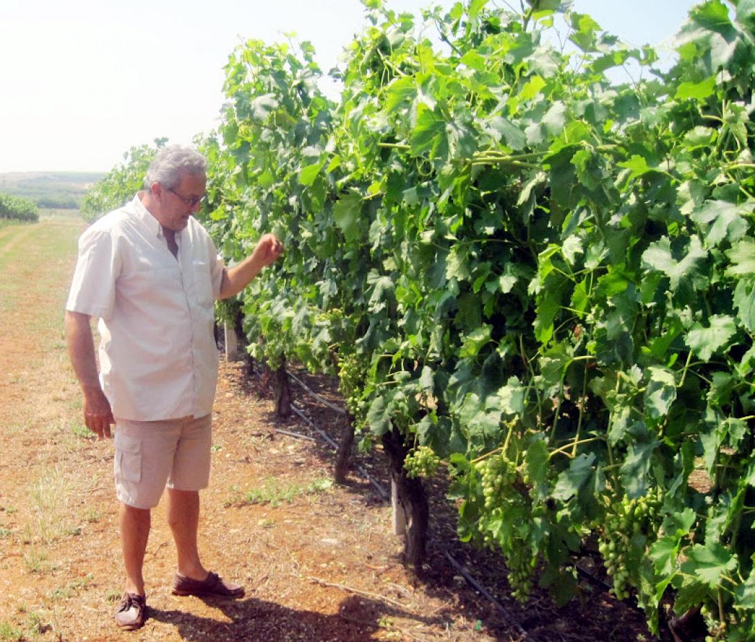 Προβληματισμός στην Ε.Ε για την απελευθέρωση των φυτεύσεων αμπελιών