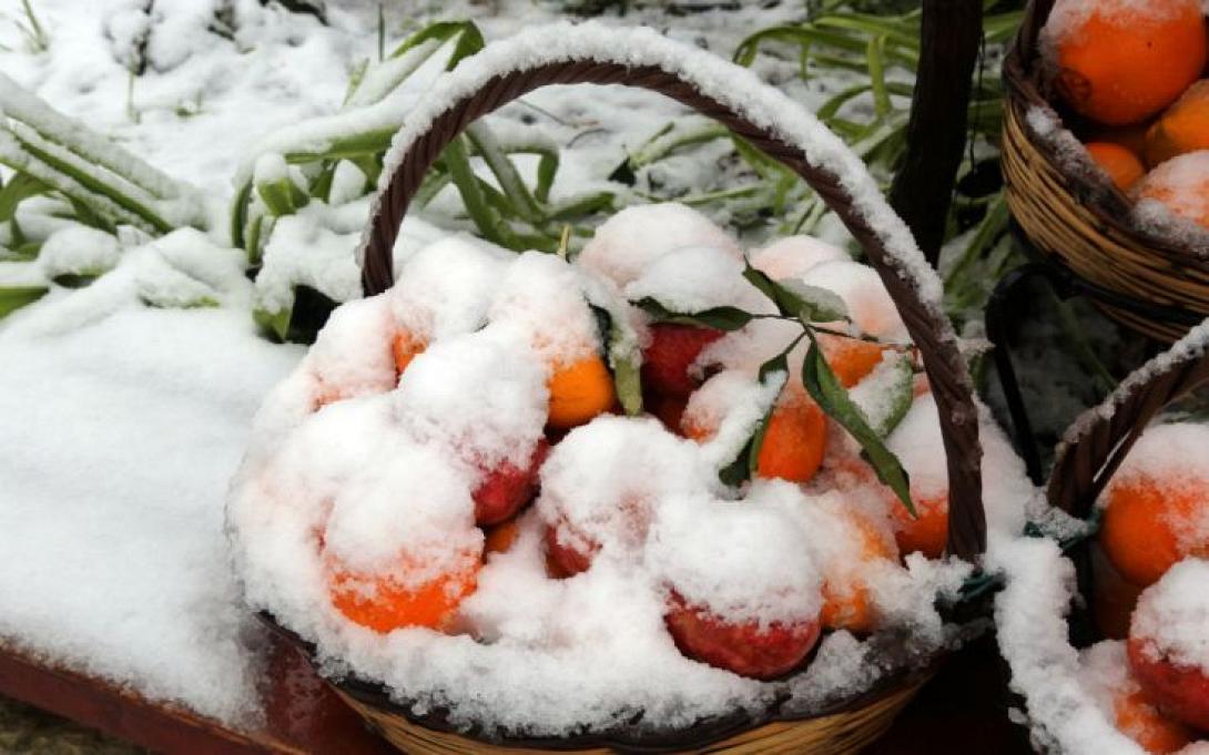 ζημιες καλλιεργειες