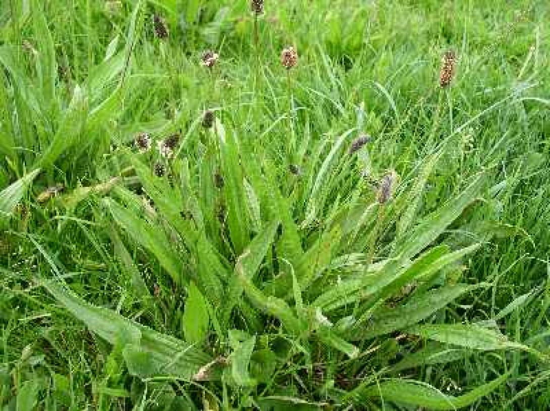 "Ζιζανιολογία και Αειφορική Γεωργία" - Συνέδριο στο Ηράκλειο