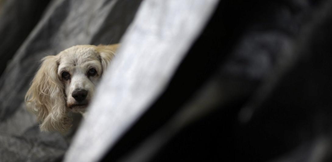 ζώο σεισμός