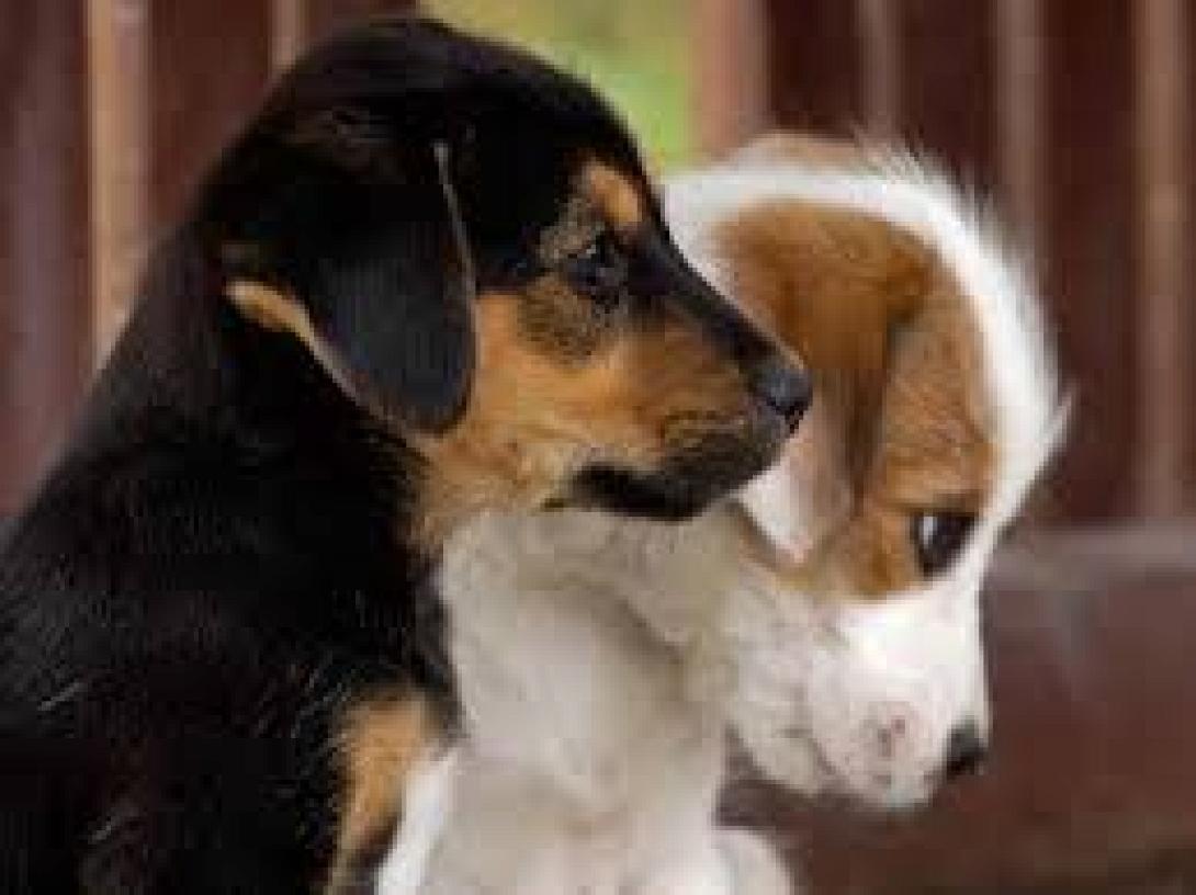 Ηράκλειο: Εκδήλωση για τα ζώα στο Μουσείο Φυσικής Ιστορίας