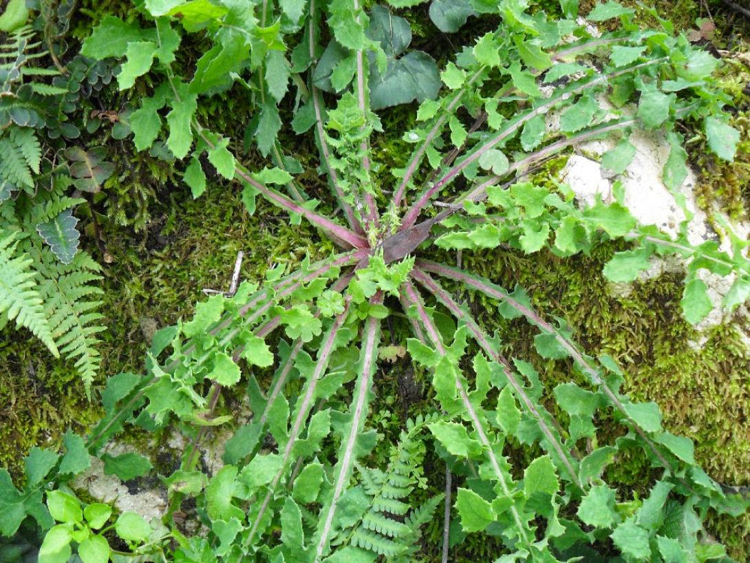 Το χόρτο ζοχός ή ζοχιά.jpg