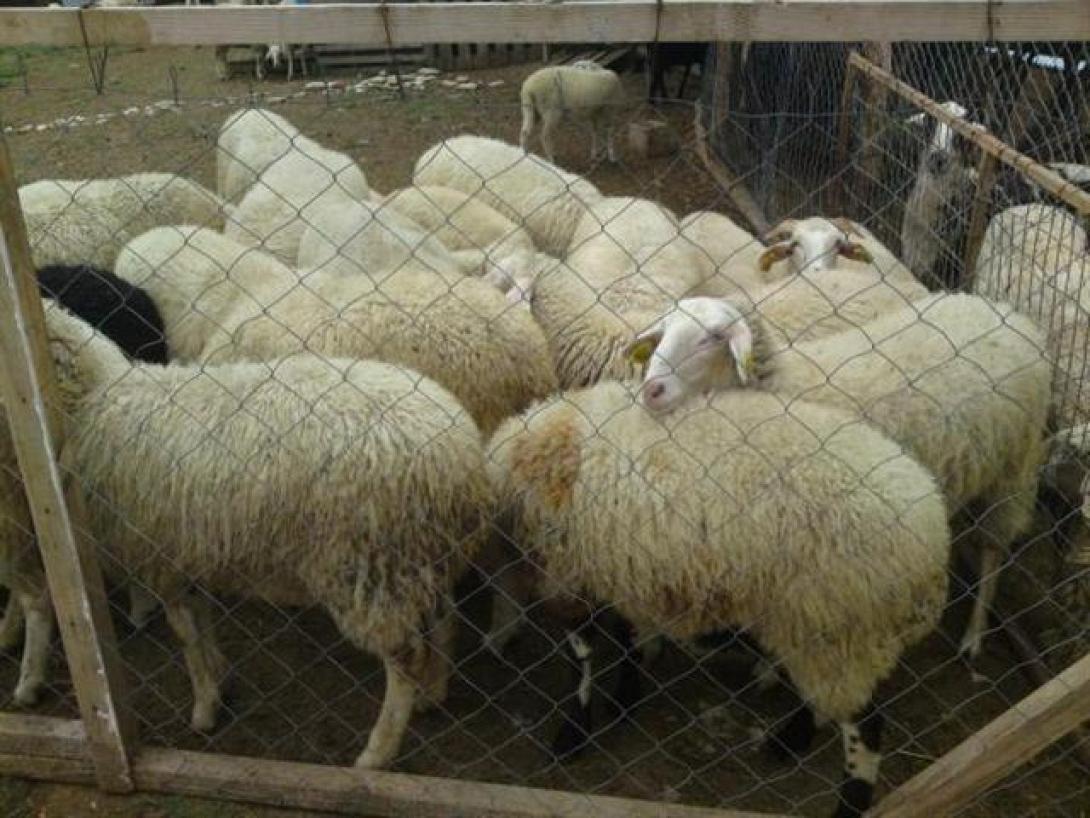 Δύο συλλήψεις για ζωοκλοπή σε Ηράκλειο και Χανιά