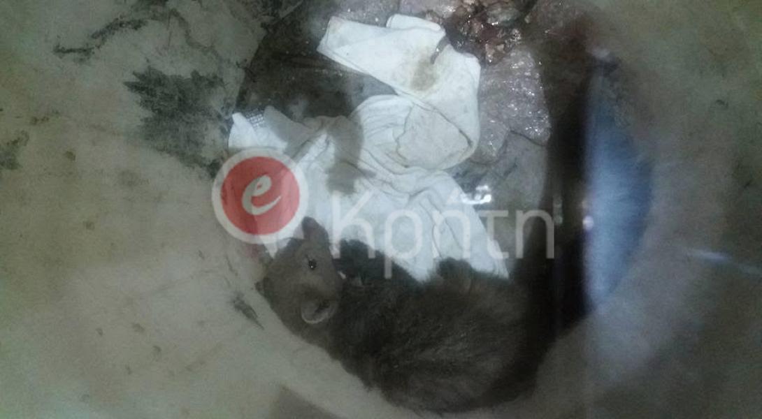 ζουρίδα ηράκλειο