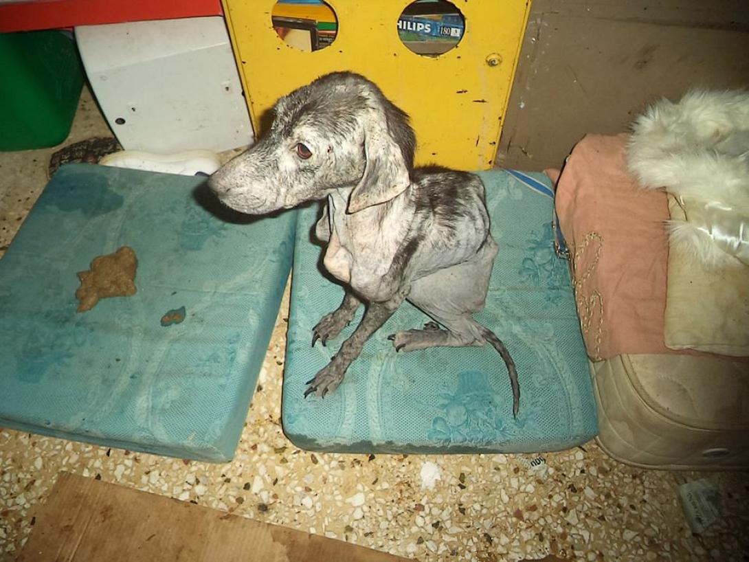 Φρίκη στο Ηράκλειο: Δεκάδες σκελετωμένα ζώα σε διαμέρισμα Γερμανίδας